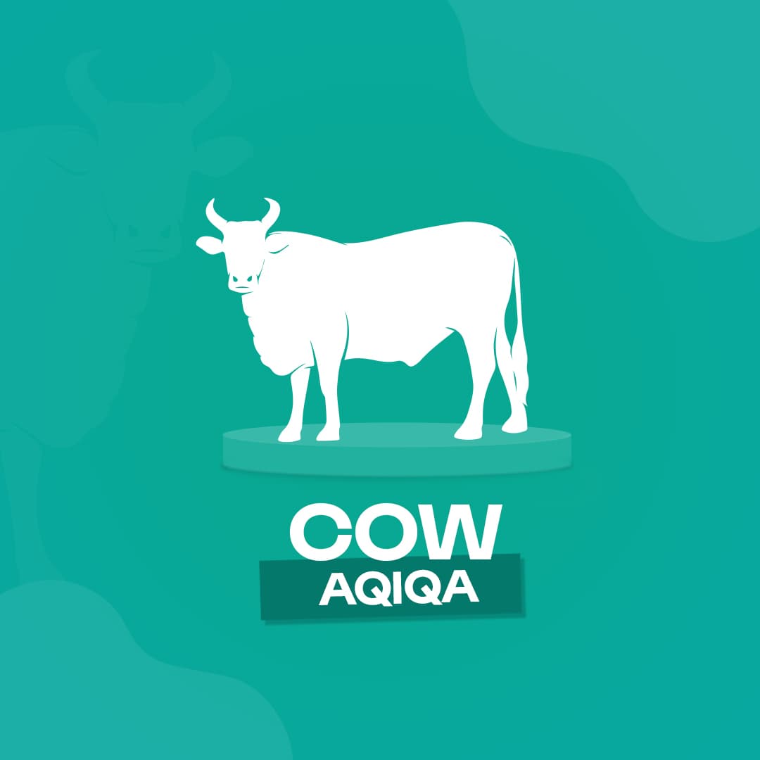 cow-aqiqah